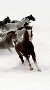 Preview wallpaper horse, herd, running, snow