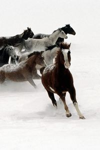Preview wallpaper horse, herd, running, snow