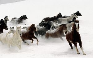 Preview wallpaper horse, herd, running, snow
