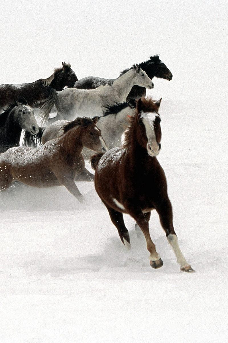 horses running in snow wallpaper