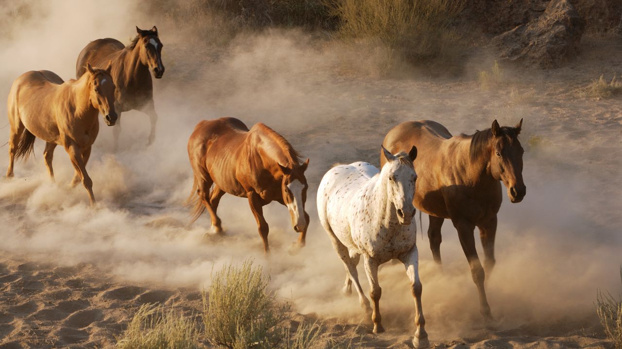 Wallpaper horse, herd, running, dust