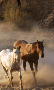 Preview wallpaper horse, herd, running, dust