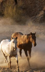 Preview wallpaper horse, herd, running, dust