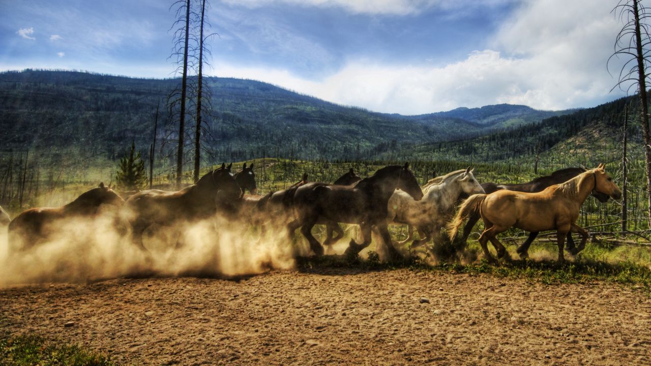 Wallpaper horse, herd, running, sky, dust