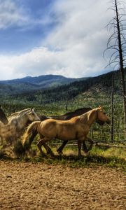 Preview wallpaper horse, herd, running, sky, dust
