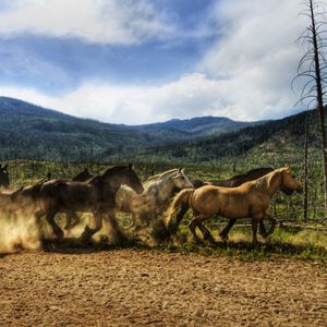 Preview wallpaper horse, herd, running, sky, dust