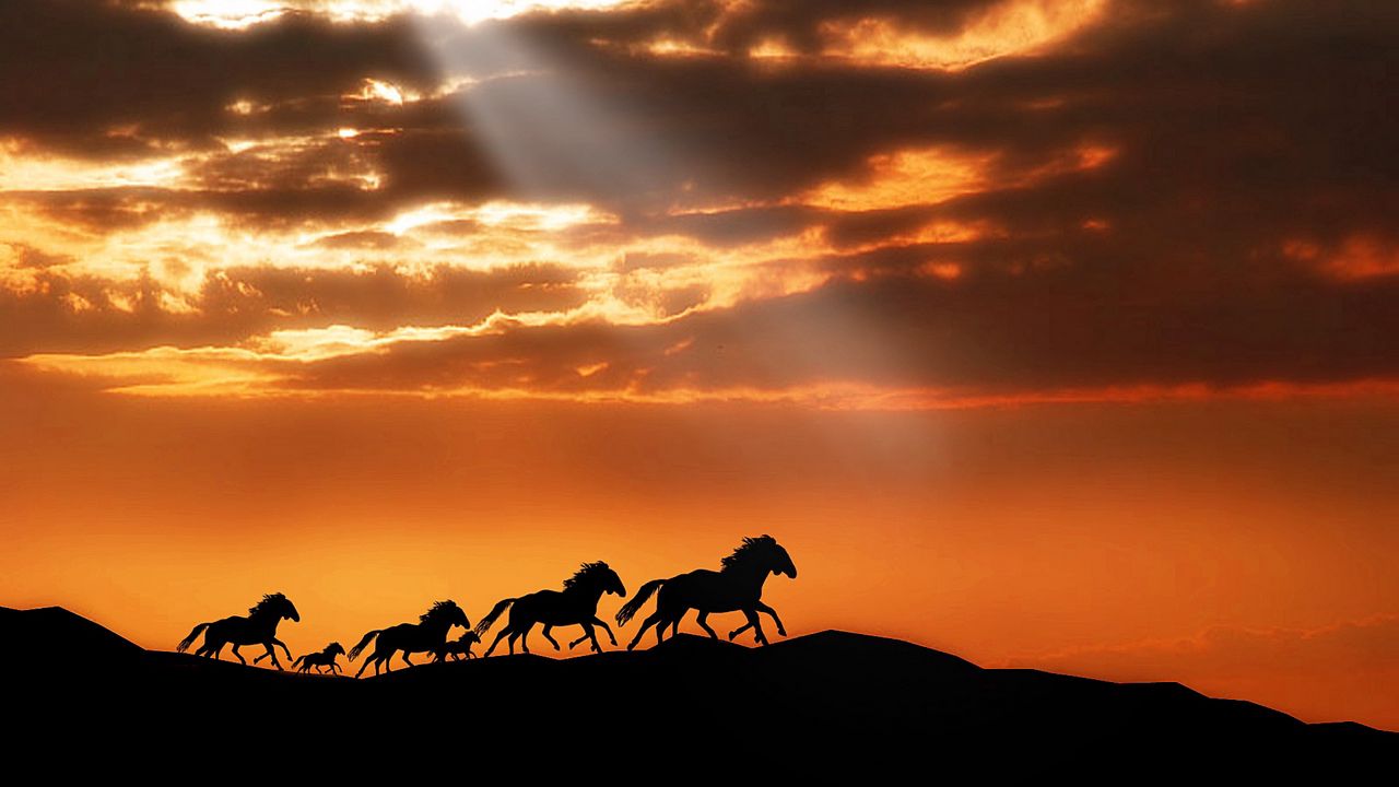 Wallpaper horse, herd, sunset, silhouettes, escape