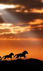 Preview wallpaper horse, herd, sunset, silhouettes, escape