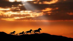 Preview wallpaper horse, herd, sunset, silhouettes, escape