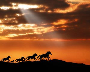 Preview wallpaper horse, herd, sunset, silhouettes, escape