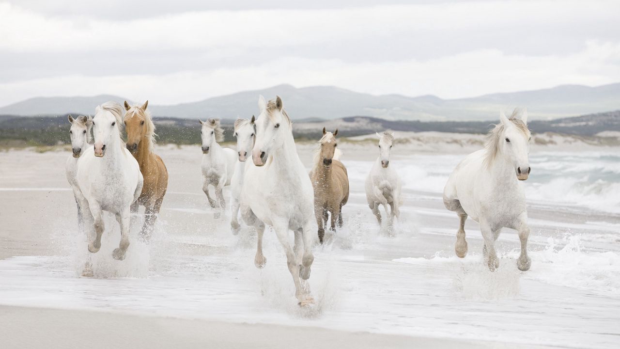 Wallpaper horse, herd, water, beach, escape