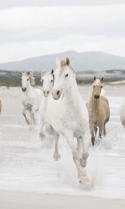 Preview wallpaper horse, herd, water, beach, escape