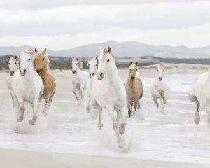 Preview wallpaper horse, herd, water, beach, escape
