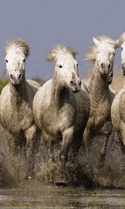 Preview wallpaper horse, herd, water, sea, shore, splash