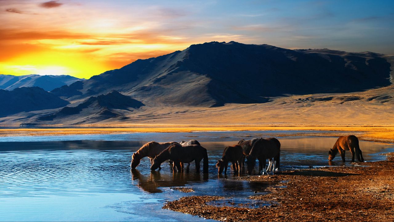 Wallpaper horse, herd, watering hole, lake, mountains, sunset