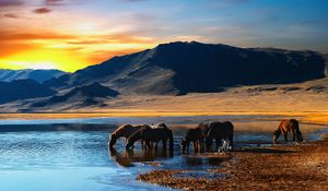 Preview wallpaper horse, herd, watering hole, lake, mountains, sunset