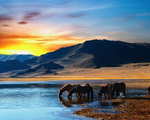 Preview wallpaper horse, herd, watering hole, lake, mountains, sunset