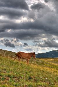 Preview wallpaper horse, hills, grass, clouds