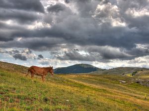 Preview wallpaper horse, hills, grass, clouds