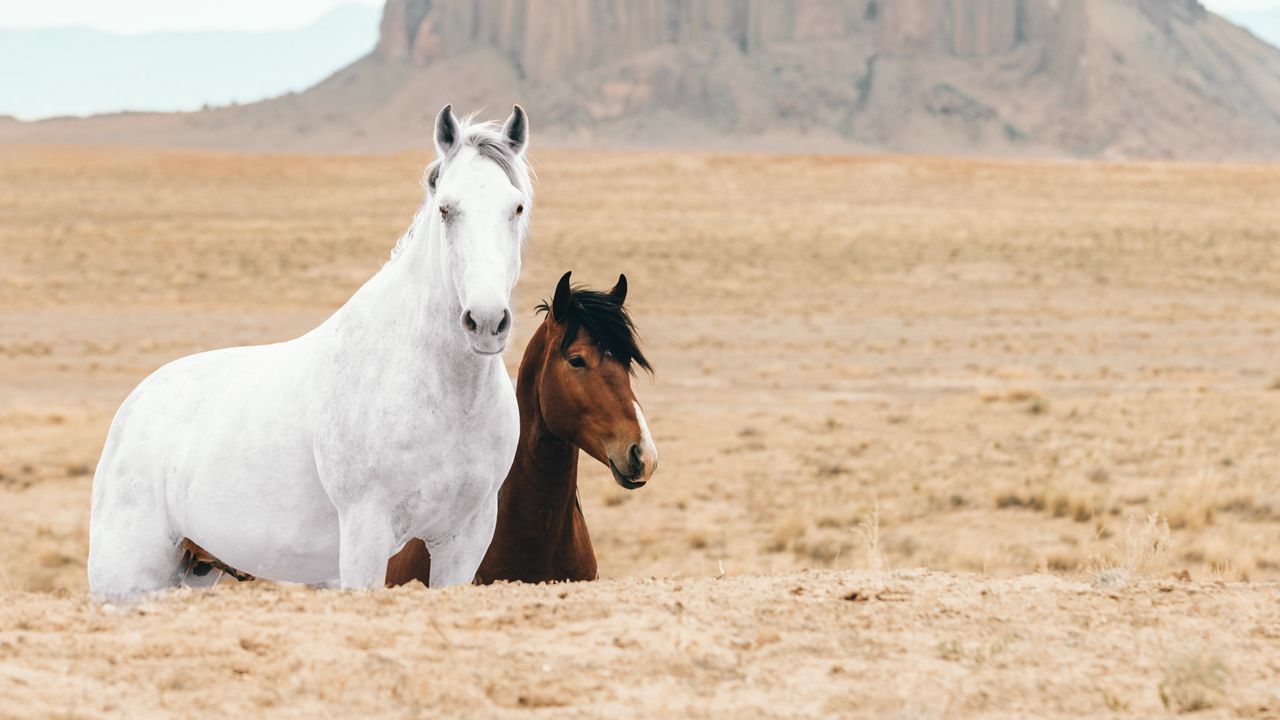 Wallpaper horse, horses, animals, rocks, sand