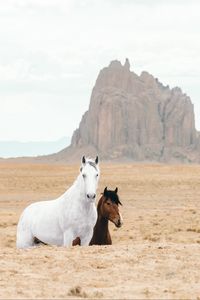 Preview wallpaper horse, horses, animals, rocks, sand