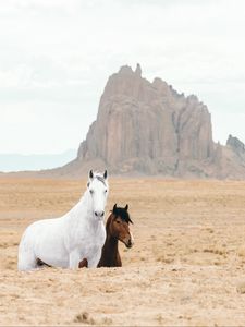 Preview wallpaper horse, horses, animals, rocks, sand