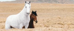 Preview wallpaper horse, horses, animals, rocks, sand