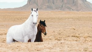 Preview wallpaper horse, horses, animals, rocks, sand