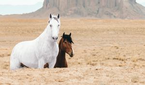 Preview wallpaper horse, horses, animals, rocks, sand