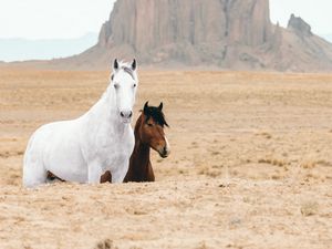 Preview wallpaper horse, horses, animals, rocks, sand