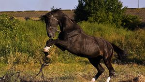 Preview wallpaper horse, jump, grass, field