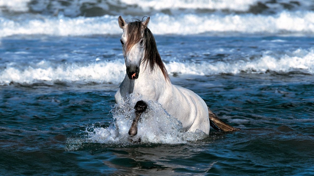 Wallpaper horse, jump, water, sea