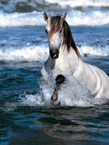 Preview wallpaper horse, jump, water, sea