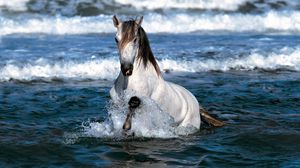 Preview wallpaper horse, jump, water, sea
