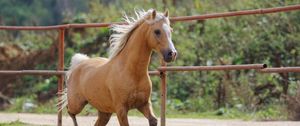 Preview wallpaper horse, jumping, color, young