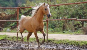 Preview wallpaper horse, jumping, color, young