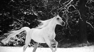Preview wallpaper horse, jumping, mane, beautiful, black white, winter