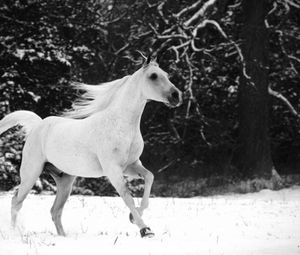 Preview wallpaper horse, jumping, mane, beautiful, black white, winter