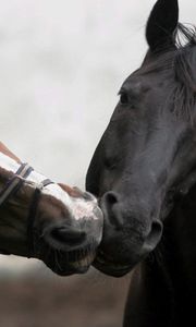 Preview wallpaper horse, kiss, couple, different, colors