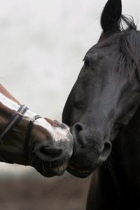 Preview wallpaper horse, kiss, couple, different, colors