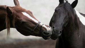 Preview wallpaper horse, kiss, couple, different, colors