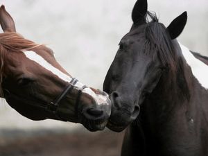 Preview wallpaper horse, kiss, couple, different, colors