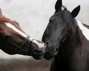 Preview wallpaper horse, kiss, couple, different, colors