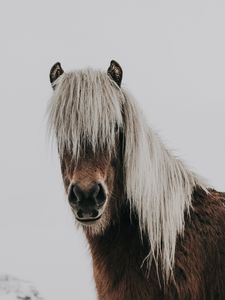 Preview wallpaper horse, mane, animal, snow