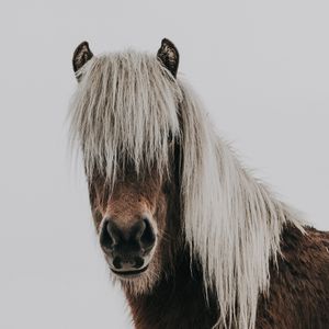 Preview wallpaper horse, mane, animal, snow