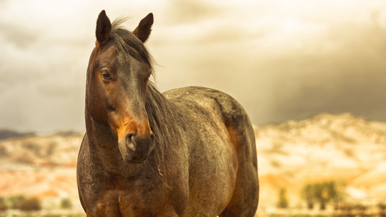 Wallpaper horse, mane, brown, muscular