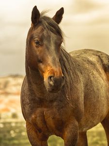 Preview wallpaper horse, mane, brown, muscular