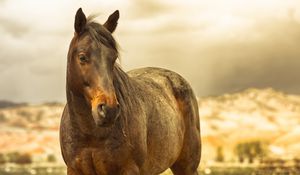 Preview wallpaper horse, mane, brown, muscular
