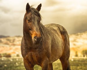 Preview wallpaper horse, mane, brown, muscular