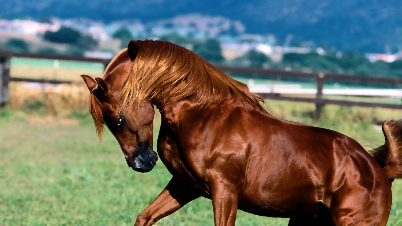 Wallpaper horse, mane, brown, grass